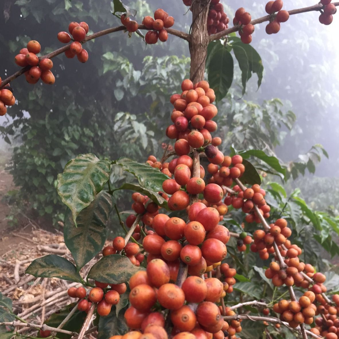 El Salvador Orange Geisha cherries on coffee trees with more coffee trees in background.