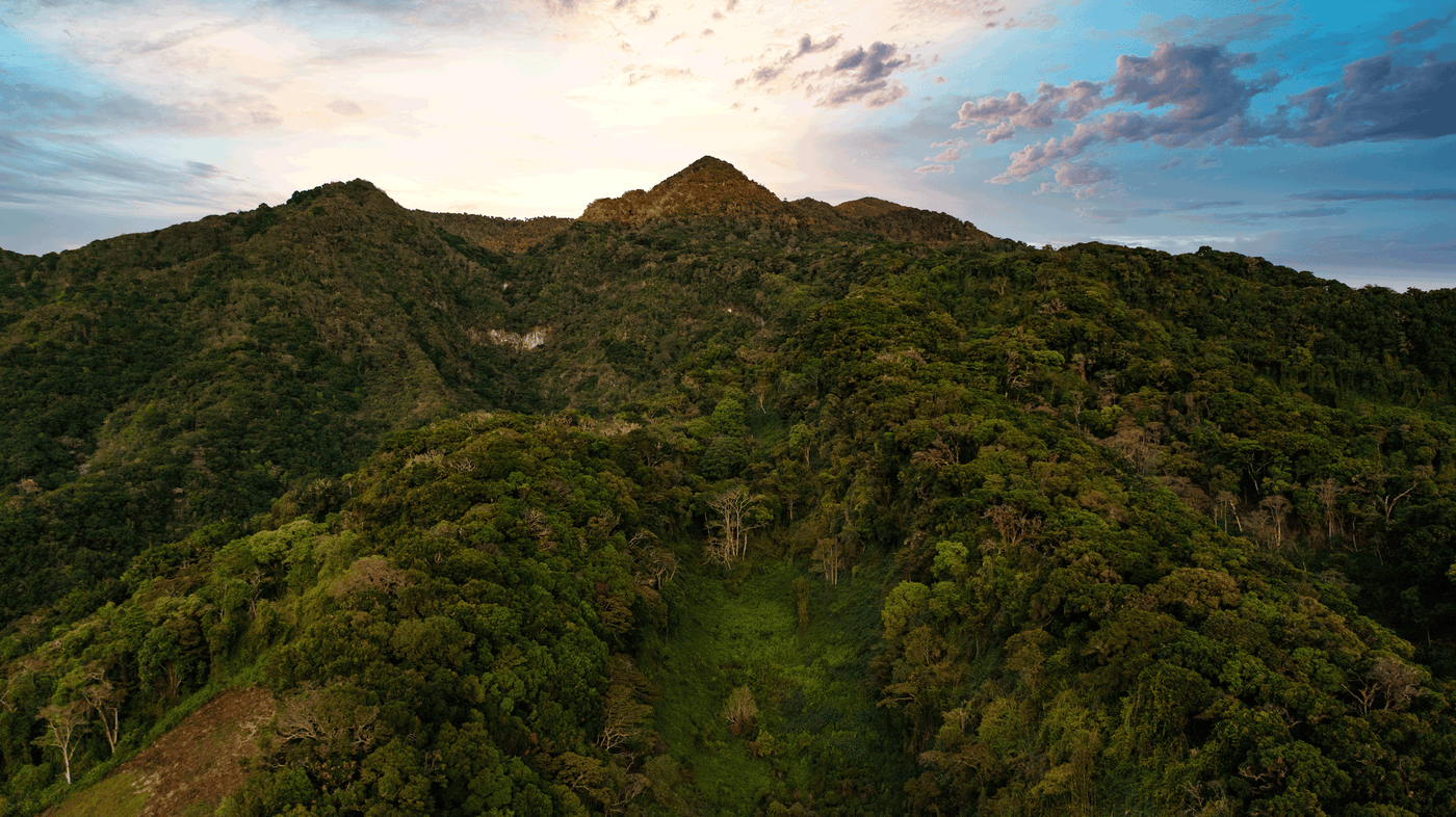 Green hillside with trees and coffee trees of the Lamastus Estate, with bright sky.