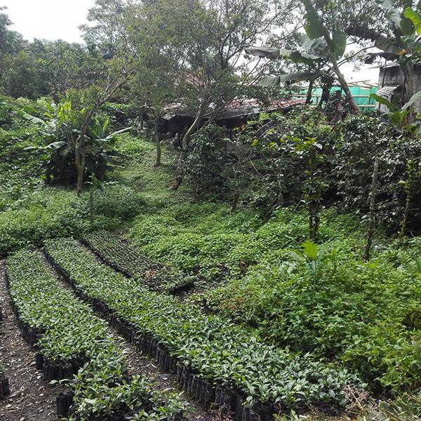 Colombia Huila coffee trees saplings in pots, surrounded by trees and other plants.