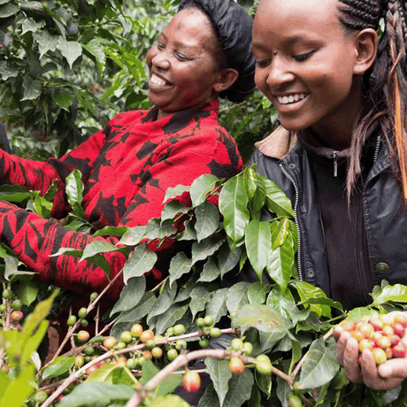 Kenya Coffee Cherry Trees