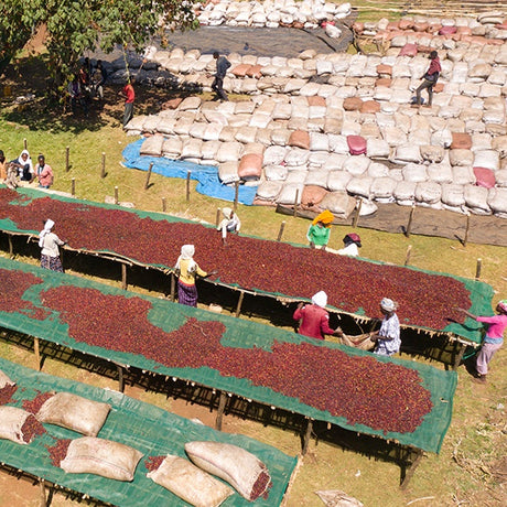 Where Coffee Comes From