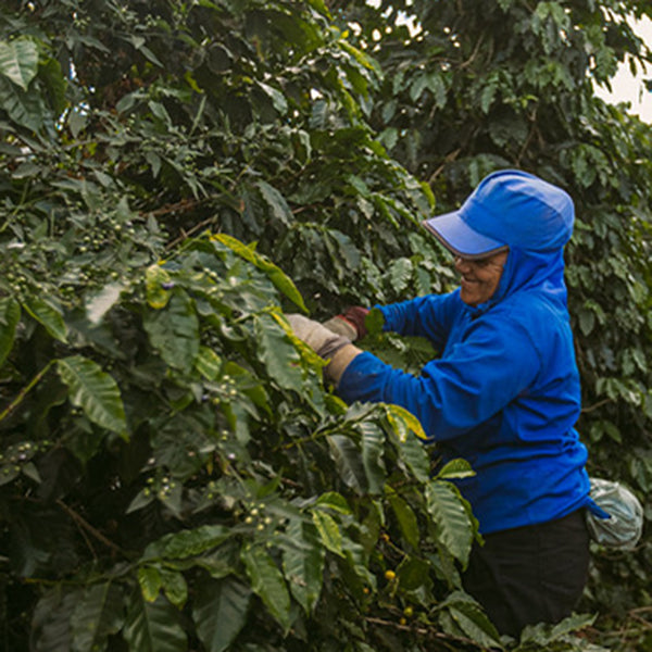 Organic Colombia