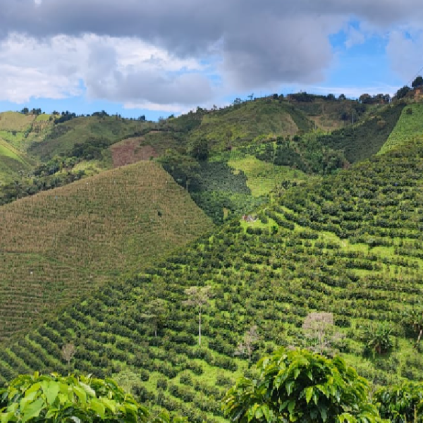 Col-las-flores-farm