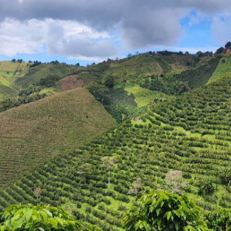 Col-las-flores-farm