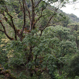 Organic Rainforest Blend - Klatch Coffee Roasting