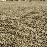 Green-Unroasted Sumatra Mutu Batak - Klatch Coffee Roasting