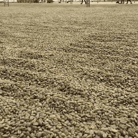 Green-Unroasted Sumatra Mutu Batak - Klatch Coffee Roasting