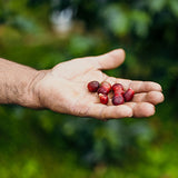 Colombia Ancuya Nariño Washed