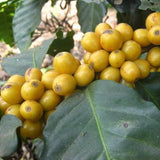 Yellow Bourbon Cherries